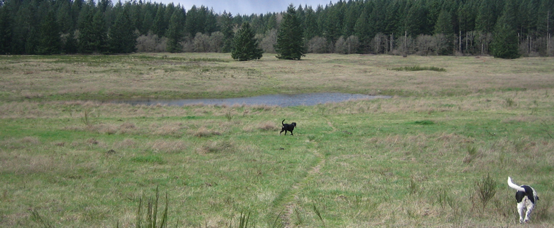 Scatter Creek Wildlife Area near Rochester, Washington